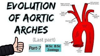 Last part Comparative table of Aortic arches  Evolution of aortic arches  Msc Bsc part7 [upl. by Alliscirp735]