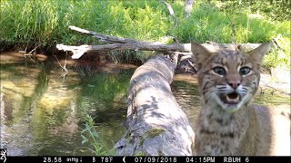 Pennsylvania man captures all walks of life crossing log bridge [upl. by Atsirak354]