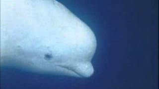 Lifestyles of Beluga Whales National Geographic [upl. by Enahsed]