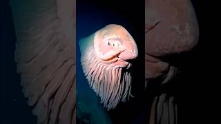 Giant Squid and Sea Monsters Caught by Fishermen  Rare Footage [upl. by Ardnaek]