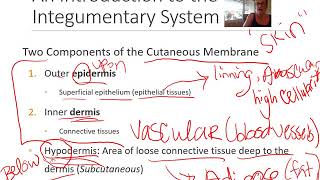 Integumentary System Part 1 [upl. by Biles]