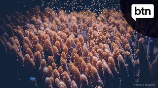 Coral Spawning  Behind the News [upl. by Anoirtac]