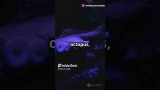 The Incredible World of Octopuses facts shorts octopus [upl. by Eletnahc]