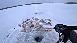 КЛЁВ ЛУЧШЕ ЧЕМ В ЗАПРЕТКЕ ТАКОЕ ТОЛЬКО ЗДЕСЬ Рыбалка по первому льду 202324 [upl. by Gotthelf]