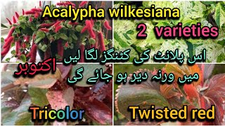 acalypha wilkesiana twisted red and tricolor2 varieties cuttings updateBloom with SI [upl. by Eirrem]