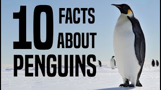 10 Interesting Facts About Penguins for Children Learn About Penguins for Kids  FreeSchool [upl. by Yhtac]