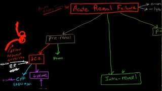 Pathophysiology of Acute Renal Failure [upl. by Cherida]