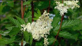 Meadowsweet Health Benefits and Medicinal Uses [upl. by Nivlem]