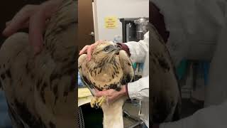 The Roughlegged Hawk we has been successfully released back into the wild animalrescue hawks [upl. by Derte92]