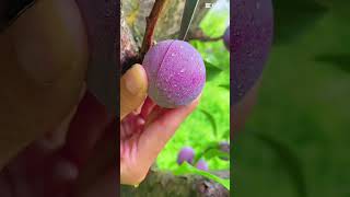 Yummy fruit shortvideo trending viralvideo satisfying asmr cute [upl. by Duggan419]