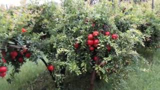 Soil Charger technology हिंदी  on resistance power against Pomegranate disease [upl. by Janka]