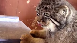 Pallass CatsManul Fight [upl. by Robinett994]