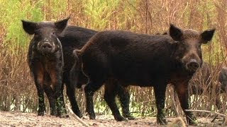 Feral Pigs 01  Dangerous Animals [upl. by Huxley]