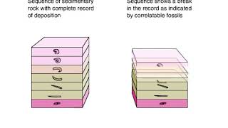 Disconformity With Fossils Animation [upl. by Ynnob]