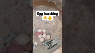 Budgies bird egg hatching video 🐣🐣🐥🐥 birds budgies birdfeeding budgis birdslover [upl. by Adali962]