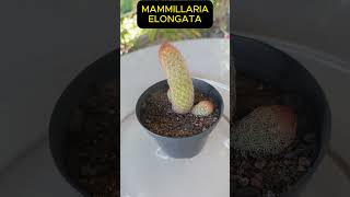 MAMMILLARIA ELONGATA Shorts 1499 plants succulents cactus [upl. by Mayda]