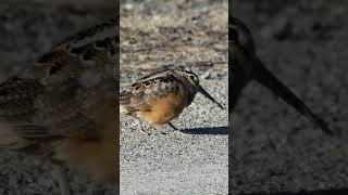 American Woodcocks Dance [upl. by Domenico383]