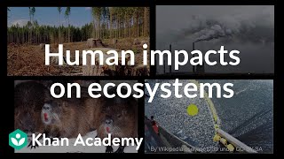 Human impacts on ecosystems  Biodiversity and human impacts  High school biology  Khan Academy [upl. by Sheree]