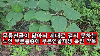 무릎연골이 닳아서 제대로 걷지 못하는 노인 무릎통증에 무릎연골재생 촉진 약목 [upl. by Ehcnalb]