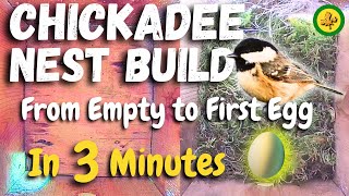 Black Capped Chickadee Nest Build  IN 3 MINUTES  From Empty to First Egg [upl. by Magen510]