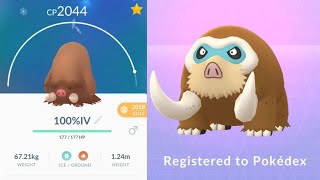 PERFECT IV MAMOSWINE  POKEMON GO [upl. by Ahsiekin]