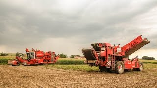 2x Dewulf RA 3060 aardappelen rooien 2014  Van Bruwaene Roger uit Egem [upl. by Assirolc553]