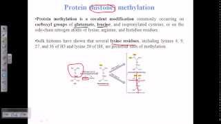 Histone methylation [upl. by Marchelle216]