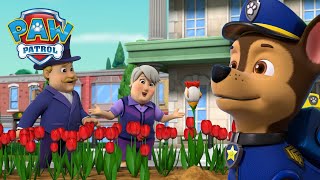 A ritka csirketulipán keresése és még sok más  Mancs Őrjárat  PAW Patrol epizód Magyar [upl. by Bannister]