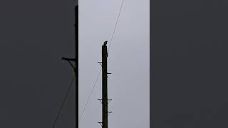 Kestrel on a telegraph pole  Penketh [upl. by Bevus798]