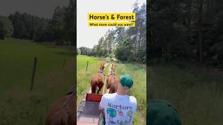 Horse training on Kaszëbë horse forest workout [upl. by Ddet986]