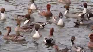 エサに集まるオナガガモとヒドリガモ 【Northern Pintails amp Eurasian Wigeon ducks】 [upl. by Yorgos]