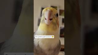 Nimfa  moja obsesja 😆 cockatiel fluffy [upl. by Dupaix]