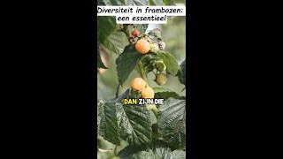 Frambozenklonen vs Natuurlijke Variëteit Missen We Iets [upl. by Monsour571]