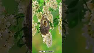 Baya Weaver bird Nest bird nest [upl. by Kassaraba225]