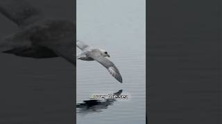 Fulmar The Beautiful and Dangerous Bird with a Surprising Defense [upl. by Strade501]