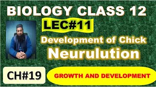 Development of Chick I Neurulation I Chapter 19 I Growth and Development I Lec 11 [upl. by Vandervelde]