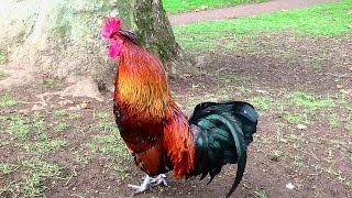 Rooster Crowing Compilation Plus  Rooster crowing sounds Effect 2016 [upl. by Atekal271]