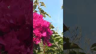 Nice Fleur bougainvillier Soleil Palmier nature music [upl. by Affay440]