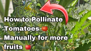 How to Pollinate Tomatoes Plants Manually  Get More Tomatoes tomatoes pollination manually [upl. by Eltrym271]