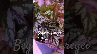 Begonia DregeiTD03 music begonia flowers plants [upl. by Eixor]