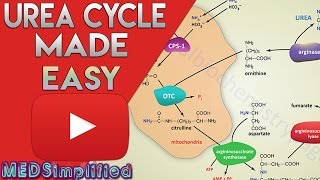 Urea Cycle Made Simple  Biochemistry Video [upl. by Akimaj]