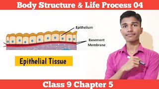 Epithelial Tissue  Body Structure amp Life Process 04  Class 9 Science Chapter 5 In Nepali [upl. by Schenck]