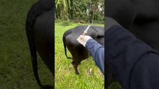 cows reaction when vitamin injection is given cow animals shorts [upl. by Berri]