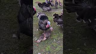 The Shocking Truth About Rare Farm Animals You Wont Believe animals bronzeturkey animalfamily [upl. by Eigroeg443]