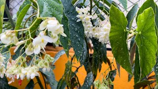 Simple care tips of Polkadot Begonia Maculata through out the year [upl. by Mapel951]