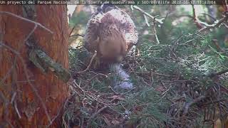 El arrendajo SE POSA SOBRE LA HEMBRA  Águila calzada  PN Sierra de Guadarrama WebcamCalzada [upl. by Krilov694]