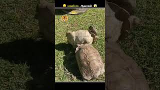 இந்த மாதிரியான ஆமைகளை பாத்தா உடனே Help பண்ணுங்க  Turtle Upside Down  Animal Voiceover Tamil [upl. by Suoiradal533]