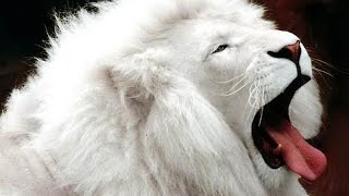 Top 40 most beautiful white animals Albino [upl. by Ennairam]