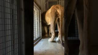 20240613 1221 天王寺動物園 ライオン ガオウ（立派なタマタマ） [upl. by Bechler328]