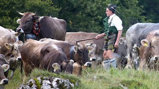 Almabtrieb im Allgäu Ende des Sommers wird eingeläutet [upl. by Etnomed533]